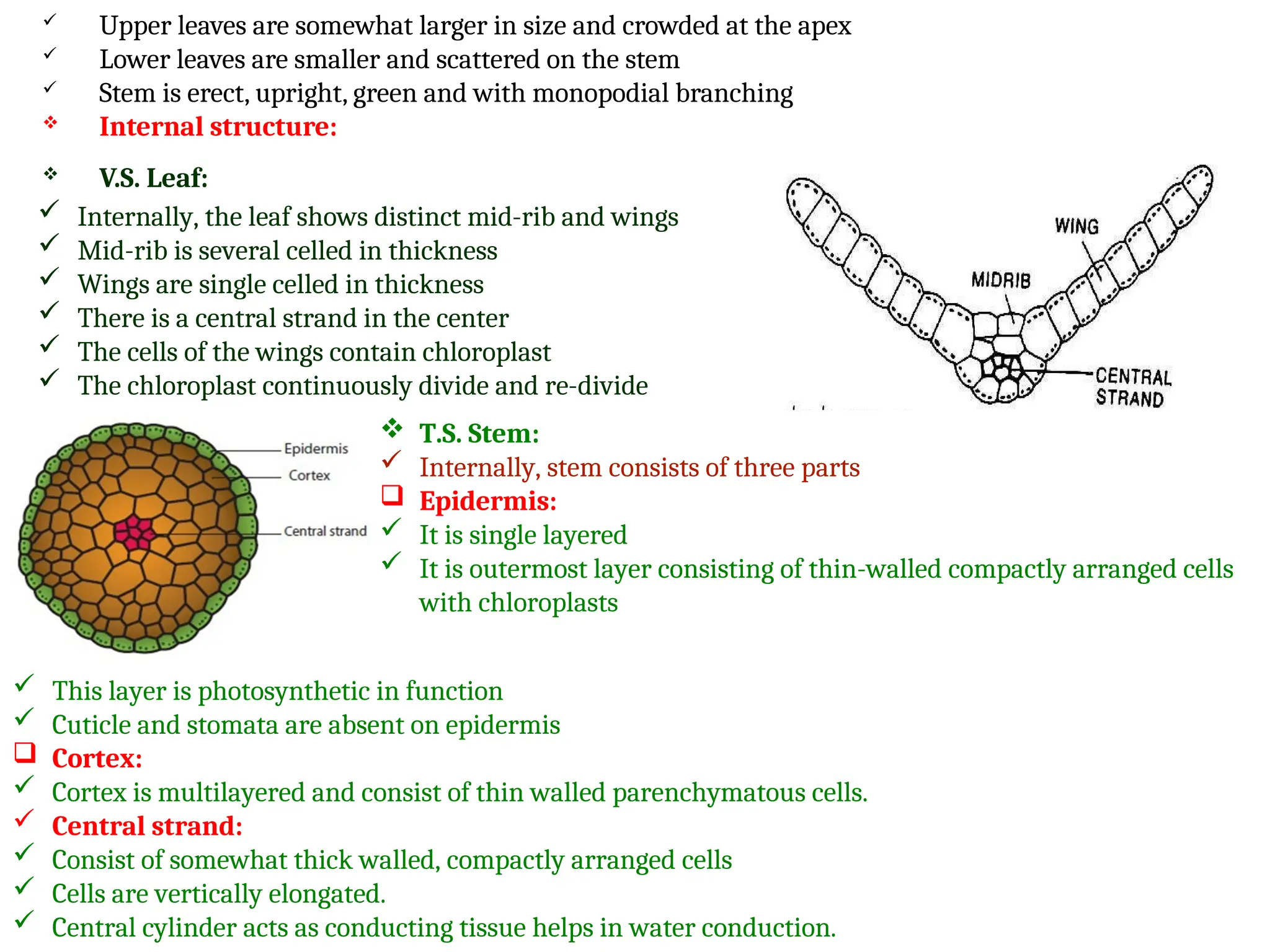  Upper leaves are somewhat larger in size and crowded at the apex
 Lower leaves are smaller and scattered on the stem
 Stem is erect, upright, green and with monopodial branching
 Internal structure:
 V.S. Leaf:
 Internally, the leaf shows distinct mid-rib and wings
 Mid-rib is several celled in thickness
 Wings are single celled in thickness
 There is a central strand in the center
 The cells of the wings contain chloroplast
 The chloroplast continuously divide and re-divide
 T.S. Stem:
 Internally, stem consists of three parts
 Epidermis:
 It is single layered
 It is outermost layer consisting of thin-walled compactly arranged cells
with chloroplasts
 This layer is photosynthetic in function
 Cuticle and stomata are absent on epidermis
 Cortex:
 Cortex is multilayered and consist of thin walled parenchymatous cells.
 Central strand:
 Consist of somewhat thick walled, compactly arranged cells
 Cells are vertically elongated.
 Central cylinder acts as conducting tissue helps in water conduction.
 