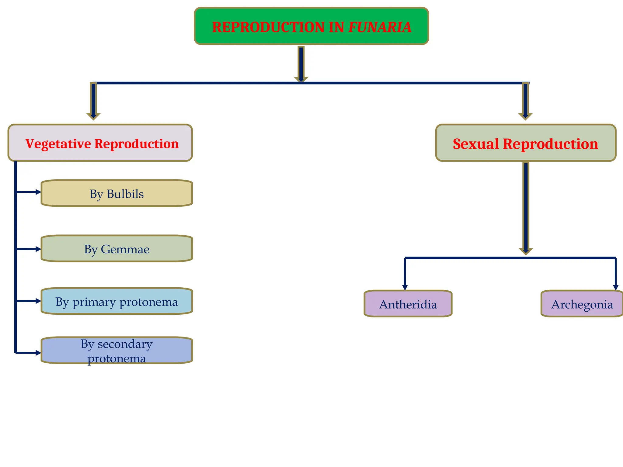 REPRODUCTION IN FUNARIA
Vegetative Reproduction Sexual Reproduction
By Bulbils
By Gemmae
By primary protonema
By secondary
protonema
Antheridia Archegonia
 