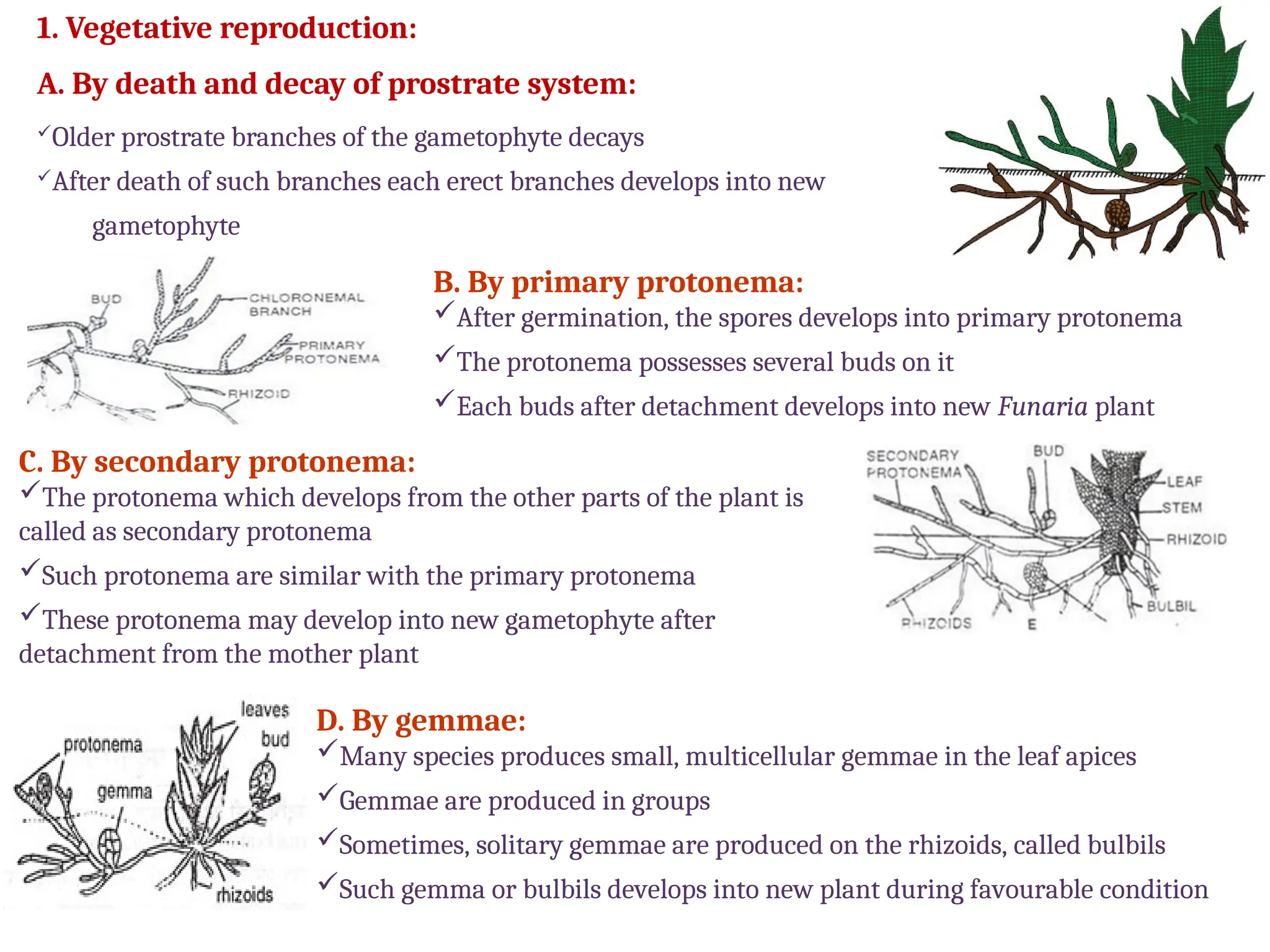 1. Vegetative reproduction:
A. By death and decay of prostrate system:
Older prostrate branches of the gametophyte decays
After death of such branches each erect branches develops into new
gametophyte
B. By primary protonema:
After germination, the spores develops into primary protonema
The protonema possesses several buds on it
Each buds after detachment develops into new Funaria plant
C. By secondary protonema:
The protonema which develops from the other parts of the plant is
called as secondary protonema
Such protonema are similar with the primary protonema
These protonema may develop into new gametophyte after
detachment from the mother plant
D. By gemmae:
Many species produces small, multicellular gemmae in the leaf apices
Gemmae are produced in groups
Sometimes, solitary gemmae are produced on the rhizoids, called bulbils
Such gemma or bulbils develops into new plant during favourable condition
 
