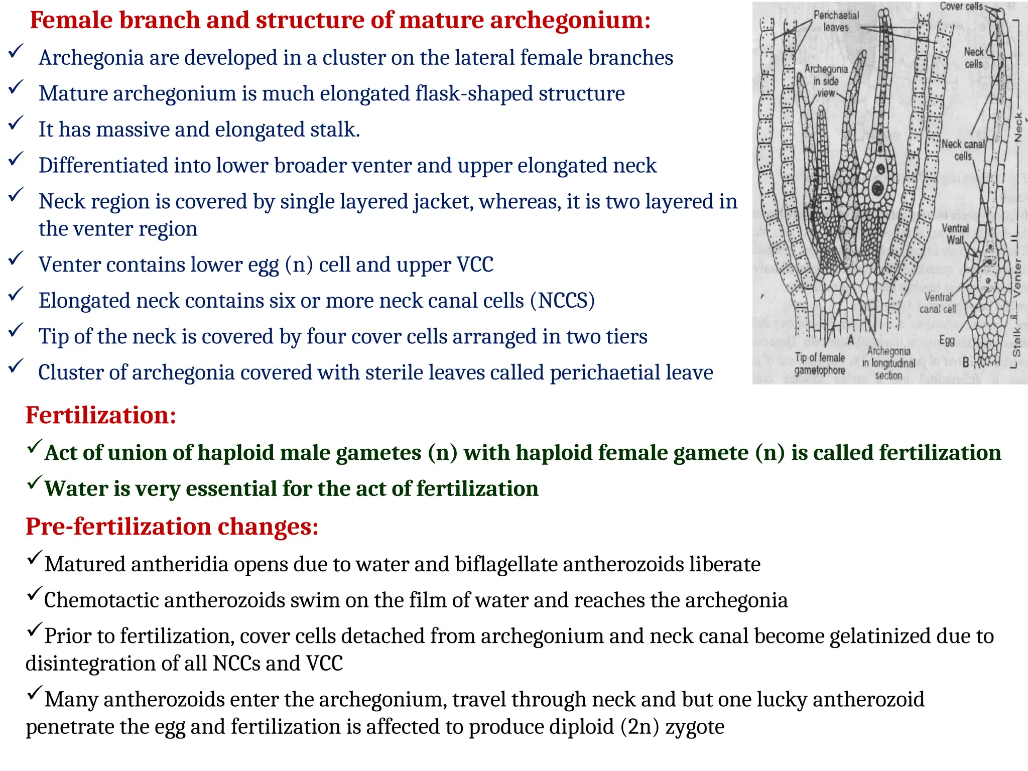 Female branch and structure of mature archegonium:
Fertilization:
Act of union of haploid male gametes (n) with haploid female gamete (n) is called fertilization
Water is very essential for the act of fertilization
Pre-fertilization changes:
Matured antheridia opens due to water and biflagellate antherozoids liberate
Chemotactic antherozoids swim on the film of water and reaches the archegonia
Prior to fertilization, cover cells detached from archegonium and neck canal become gelatinized due to
disintegration of all NCCs and VCC
Many antherozoids enter the archegonium, travel through neck and but one lucky antherozoid
penetrate the egg and fertilization is affected to produce diploid (2n) zygote
Each
 Archegonia are developed in a cluster on the lateral female branches
 Mature archegonium is much elongated flask-shaped structure
 It has massive and elongated stalk.
 Differentiated into lower broader venter and upper elongated neck
 Neck region is covered by single layered jacket, whereas, it is two layered in
the venter region
 Venter contains lower egg (n) cell and upper VCC
 Elongated neck contains six or more neck canal cells (NCCS)
 Tip of the neck is covered by four cover cells arranged in two tiers
 Cluster of archegonia covered with sterile leaves called perichaetial leave
 