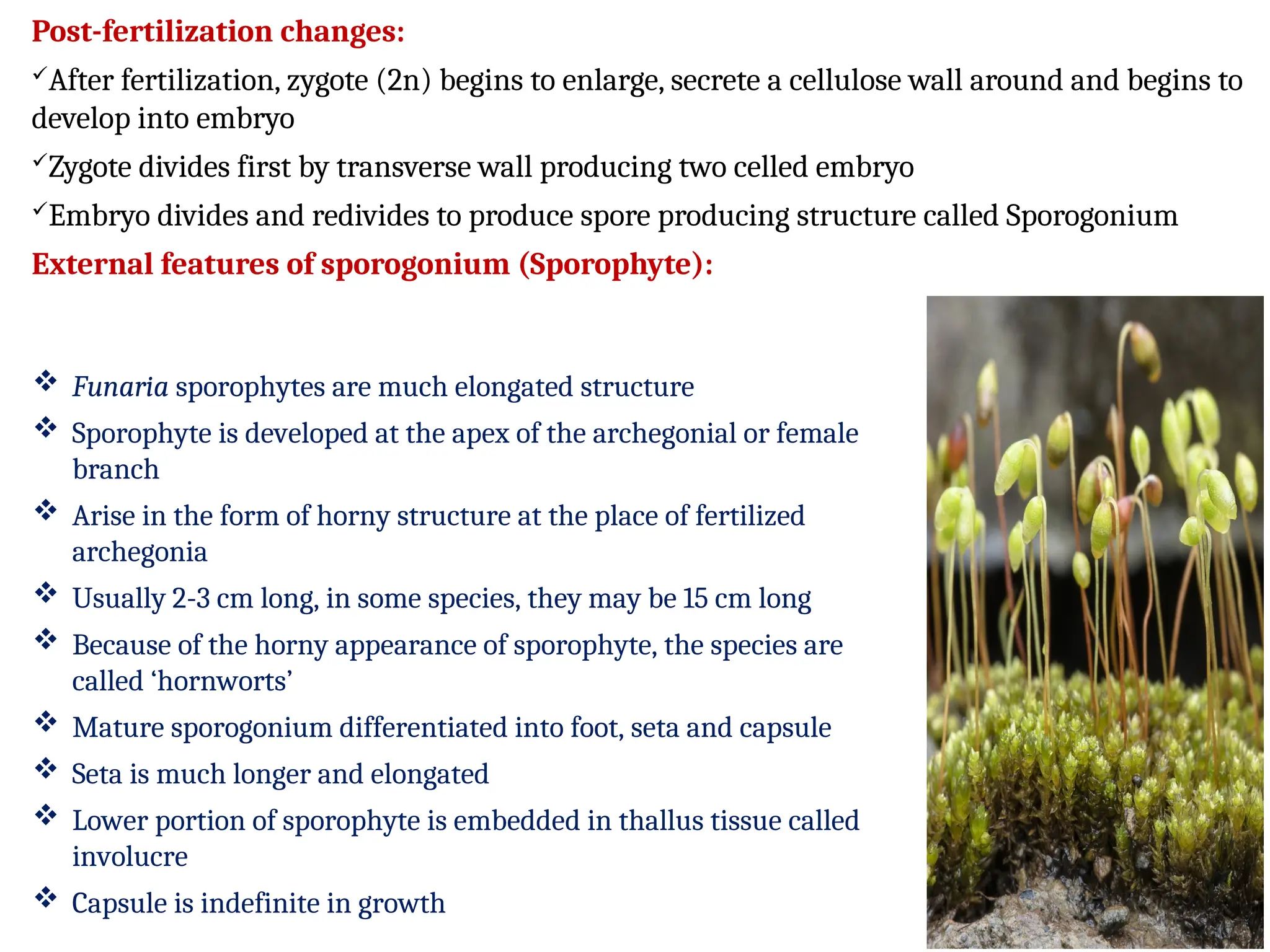 Post-fertilization changes:
After fertilization, zygote (2n) begins to enlarge, secrete a cellulose wall around and begins to
develop into embryo
Zygote divides first by transverse wall producing two celled embryo
Embryo divides and redivides to produce spore producing structure called Sporogonium
External features of sporogonium (Sporophyte):
 Funaria sporophytes are much elongated structure
 Sporophyte is developed at the apex of the archegonial or female
branch
 Arise in the form of horny structure at the place of fertilized
archegonia
 Usually 2-3 cm long, in some species, they may be 15 cm long
 Because of the horny appearance of sporophyte, the species are
called ‘hornworts’
 Mature sporogonium differentiated into foot, seta and capsule
 Seta is much longer and elongated
 Lower portion of sporophyte is embedded in thallus tissue called
involucre
 Capsule is indefinite in growth
 