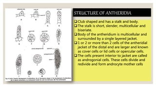STRUCTURE OF ANTHERIDIA
Club shaped and has a stalk and body.
The stalk is short, slender, multicellular and
biseriate.
Body of the antheridium is multicellular and
surrounded by a single layered jacket.
1 or 2 or more than 2 cells of the antheridial
jacket of the distal end are larger and known
as cover cells or lid cells or opercular cells.
The cells present interior to jacket are called
as androgonial cells. These cells divide and
redivide and form androcyte mother cells.
 