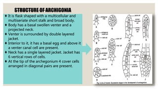 STRUCTURE OF ARCHIGONIA
♦ It is flask shaped with a multicellular and
multiseriate short stalk and broad body.
♦ Body has a basal swollen venter and a
projected neck.
♦ Venter is surrounded by double layered
jacket.
♦ Interior to it, it has a basal egg and above it
a venter canal cell are present.
♦ Neck has a single layered jacket. Jacket has
6 vertical rows of cells.
♦ At the tip of the archegonium 4 cover cells
arranged in diagonal pairs are present.
 