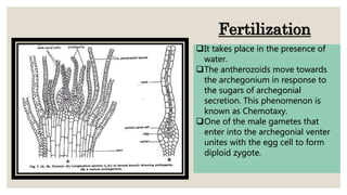 It takes place in the presence of
water.
The antherozoids move towards
the archegonium in response to
the sugars of archegonial
secretion. This phenomenon is
known as Chemotaxy.
One of the male gametes that
enter into the archegonial venter
unites with the egg cell to form
diploid zygote.
Fertilization
 