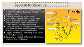 Sporophyte (Sporogonium) (2n)
♠ It divides in the archegonial venter and forms
multicellular embryo. It develops into sporophyte
or sporogonium.
♠ It is partial parasite on gametophore.
♠ It reproduces asexually by producing spores.
♠ Due to fertilization stimulus, the jacket of
archegonial venter divides and forms the
protective structure known as Calyptra.
♠ During the growth of sporophyte, the calyptra is
ruptured transversely and the upper part remains
as a hood like structure over the capsule.
♠ Calyptra functions as a transpiring shield around
the immature capsule.
♠ Developed sporophyte of Funaria is differentiated
into Foot, Seta and Capsule.
 