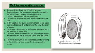 a. At maturity the lower tier of cells of annulus
degenerate and the operculum proper is removed in
the form of cap. This exposes the peristome.
b. The thin walled cells of columella dry off.
c. The capsule is inverted due to downward twisting of
seta.
d. In dry weather, the outer peristomal teeth loose water,
curl, bend backwards and promote the easy liberation
of spores.
e. The jerking movements of peristomal teeth also aid in
the removal of operculum.
f. The inner peristomal teeth do not exhibit hygroscopic
movements but act as a further check over the spore
sac.
g. The mechanical jerk of the capsule caused by twisting
and untwisting of seta also aid in the dispersal of
spores.
Dehiscence of capsule..
 