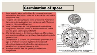 i. Spore absorbs water and imbibes. Its exospore is ruptured
and the inner endospore comes out as a tube like structure at
one or both ends.
ii. The germ tube elongates and forms protonema. Protonemal
filaments on the substratum have transverse walls. These are
known as chloronemal branches.
iii. Some colorless branches that grow towards the soil have
oblique cross walls and known as rhizoidal branches. These
become green upon exposure to light.
iv. After certain extent of development, buds are differentiated
on the protonemal branches and later they develop into leafy
gametophores.
v. Differentiation of buds on the protonema is promoted by a
type of cytokinin known as Bryokenin. Since several
adventitious buds are developed on each protonema,
gametophores grow and develop in tufts.
vi. As the protonema dies, the gametophore becomes
independent.
Germination of spore
 