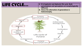 LIFE CYCLE… A. It is haplontic and diplontic life cycle. Both
gametophyte and sporophyte are morphologically
different.
B. Hence the alternation of generations is
heteromorphy.
 