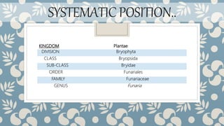 SYSTEMATICPOSITION..
KINGDOM Plantae
DIVISION Bryophyta
CLASS Bryopsida
SUB-CLASS Bryidae
ORDER Funariales
FAMILY Funariaceae
GENUS Funaria
 