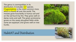 The genus is cosmopolitan in its
distribution. It includes 117 species.
F.hygrometrica is the most common moss
which is found all over the world. The
mosses grow luxuriantly in humus soil and
on the soil burnt by fire. They grow well on
damp rocks and wall. The green protonema
grows on the newly ploughed fields while
some are epiphytic and grows well on tree
trunks.
HabitAT and Distribution
 