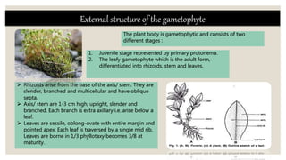 The plant body is gametophytic and consists of two
different stages :
External structure of the gametophyte
 Rhizoids arise from the base of the axis/ stem. They are
slender, branched and multicellular and have oblique
septa.
 Axis/ stem are 1-3 cm high, upright, slender and
branched. Each branch is extra axillary i.e. arise below a
leaf.
 Leaves are sessile, oblong-ovate with entire margin and
pointed apex. Each leaf is traversed by a single mid rib.
Leaves are borne in 1/3 phyllotaxy becomes 3/8 at
maturity.
1. Juvenile stage represented by primary protonema.
2. The leafy gametophyte which is the adult form,
differentiated into rhizoids, stem and leaves.
 