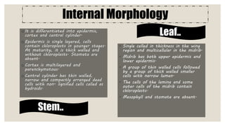 Internal Morphology
o It is differentiated into epidermis,
cortex and central cylinder.
o Epidermis is single layered, cells
contain chloroplasts in younger stages.
At maturity, it is thick walled and
without chloroplasts. Stomata are
absent.
o Cortex is multilayered and
parenchymatous.
o Central cylinder has thin walled,
narrow and compactly arranged dead
cells with non- lignified cells called as
hydroids.
◦ Single celled in thickness in the wing
region and multicellular in the midrib.
◦ Midrib has both upper epidermis and
lower epidermis.
◦ A group of thin walled cells followed
by a group of thick walled smaller
cells with narrow lumen.
◦ The cells of the lamina and some
outer cells of the midrib contain
chloroplasts.
◦ Mesophyll and stomata are absent.
Stem..
Leaf..
 