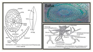 thallus
 