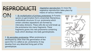 REPRODUCTI
ON
2. By secondary protonema- When protonema is
developed by other than the germination of the
spore the it is called as sec. protonema. It may
develop from any detached living part of the
gametophyte.
Vegetative reproduction- In moss the
vegetative reproduction takes place by
means of various methods :
1. By multiplication of primary protonema- In Funaria
spores on germination form a branched, filamentous,
multicellular structure. It is pr. protonema which
certain colorless separations are formed by
intercalary divisions. These cells die out and break up
the protonema into many fragments. These
fragments grows into new protonema containing
buds which develops into leafy gametophytes.
 