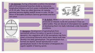 3. By Gemmae- During unfavorable condition the terminal
cells of the protonemal branches divide by transverse,
longitudinal divisions and form green multicellular bodies
of 10-30 cells. These are called gemmae. At maturity
gemmae become slightly reddish brown in color. On the
return of favorable conditions Gemma germinate and form
new plant.
5. Apospory- Development of gametophyte from
sporophyte without formation of spores is known as
apospory. Any vegetative cell of the sporophyte may form
green protonemal filaments which bears lateral buds later
develop into leafy gametophyte. The gametophyte thus
formed are diploid. Sexual reproduction in such
gametophyte results in the formation of tetraploid (4n)
zygote capable of bearing spores.
4. By Bulbils- When such gemmae like structures are
produced on rhizoids inside the substratum these are
called bulbils. They are devoid of chloroplasts but capable
of developing them into leafy individuals under favorable
conditions.
 