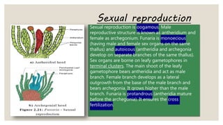 Sexual reproduction is oogamous. Male
reproductive structure is known as antheridium and
female as archegonium. Funaria is monoecious
(having male and female sex organs on the same
thallus) and autoicous (antheridia and archegonia
develop on separate branches of the same thallus).
Sex organs are borne on leafy gametophores in
terminal clusters. The main shoot of the leafy
gametophore bears antheridia and act as male
branch. Female branch develops as a lateral
outgrowth from the base of the male branch and
bears archegonia. It grows higher than the male
branch. Funaria is protandrous (antheridia mature
before the archegonia). It ensures the cross
fertilization.
Sexual reproduction
 