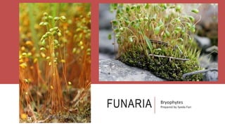 FUNARIA Bryophytes
Prepared by Syeda Fari
 