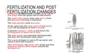 FERTILIZATION AND POST
FERTILIZATION CHANGESDehiscence of antheridium is done by the rain or
dew drops from the apical end of male branch.
The jacket cells imbibe water and split up from
the operculum forming a small pore.
The male gametes move in a mass.
At the same time the neck canal cell and venter
canal cell disintegrate to form mucilage .
It absorbs moisture , swell up and forces the
disintegration of apical cell of neck.
The male sperms are attracted chemotactically ,
and after this fertilization takes place.
The zygote enlarges in size to fill up venter and
secret a thick wall around it.
After fertilization, the venter cells divide and form
protective sheath called calyptra around the
sporogonium
 