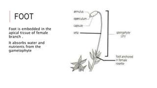 FOOT
Foot is embedded in the
apical tissue of female
branch .
It absorbs water and
nutrients from the
gametophyte
 