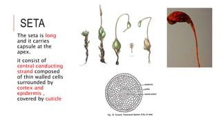 SETA
The seta is long
and it carries
capsule at the
apex.
it consist of
central conducting
strand composed
of thin walled cells
surrounded by
cortex and
epidermis ,
covered by cuticle
 