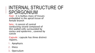 INTERNAL STRUCTURE OF
SPORGONIUM
Foot : it is bulbus mass of tissues
embedded in the apical tissue of
female branch
Seta : it consist of central
conducting strand composed of
thin walled cells surrounded by
cortex and epidermis , covered by
cuticle
Capsule : capsule has three distinct
regions.
1. Apophysis
2. theca
3. Operculum
 