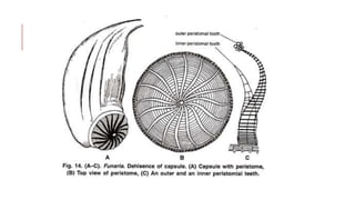 Funaria ( bryophytes)