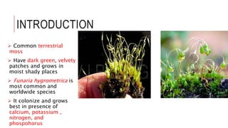 INTRODUCTION
 Common terrestrial
moss
 Have dark green, velvety
patches and grows in
moist shady places
 Funaria hygrometrica is
most common and
worldwide species
 It colonize and grows
best in presence of
calcium, potassium ,
nitrogen, and
phospohorus
 