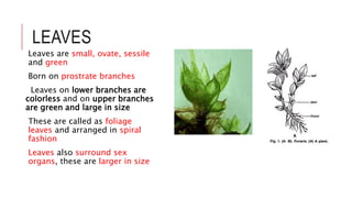 LEAVES
Leaves are small, ovate, sessile
and green
Born on prostrate branches
Leaves on lower branches are
colorless and on upper branches
are green and large in size
These are called as foliage
leaves and arranged in spiral
fashion
Leaves also surround sex
organs, these are larger in size
 