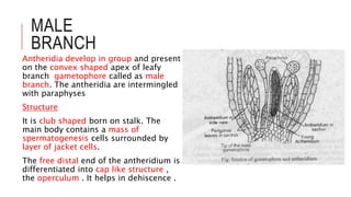 MALE
BRANCH
Antheridia develop in group and present
on the convex shaped apex of leafy
branch gametophore called as male
branch. The antheridia are intermingled
with paraphyses
Structure
It is club shaped born on stalk. The
main body contains a mass of
spermatogenesis cells surrounded by
layer of jacket cells.
The free distal end of the antheridium is
differentiated into cap like structure ,
the operculum . It helps in dehiscence .
 
