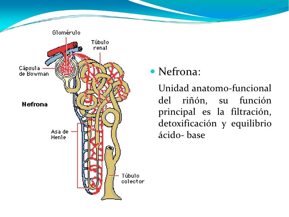 Funcion Renal1