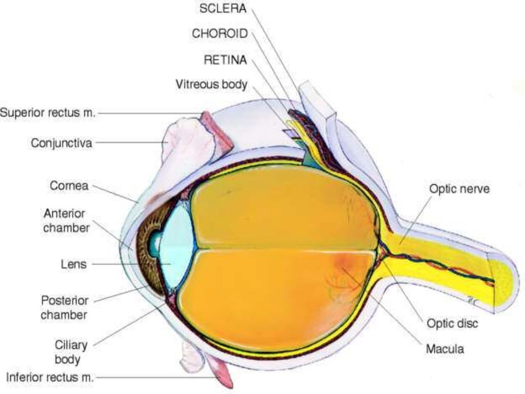 Func anatomy of eye
