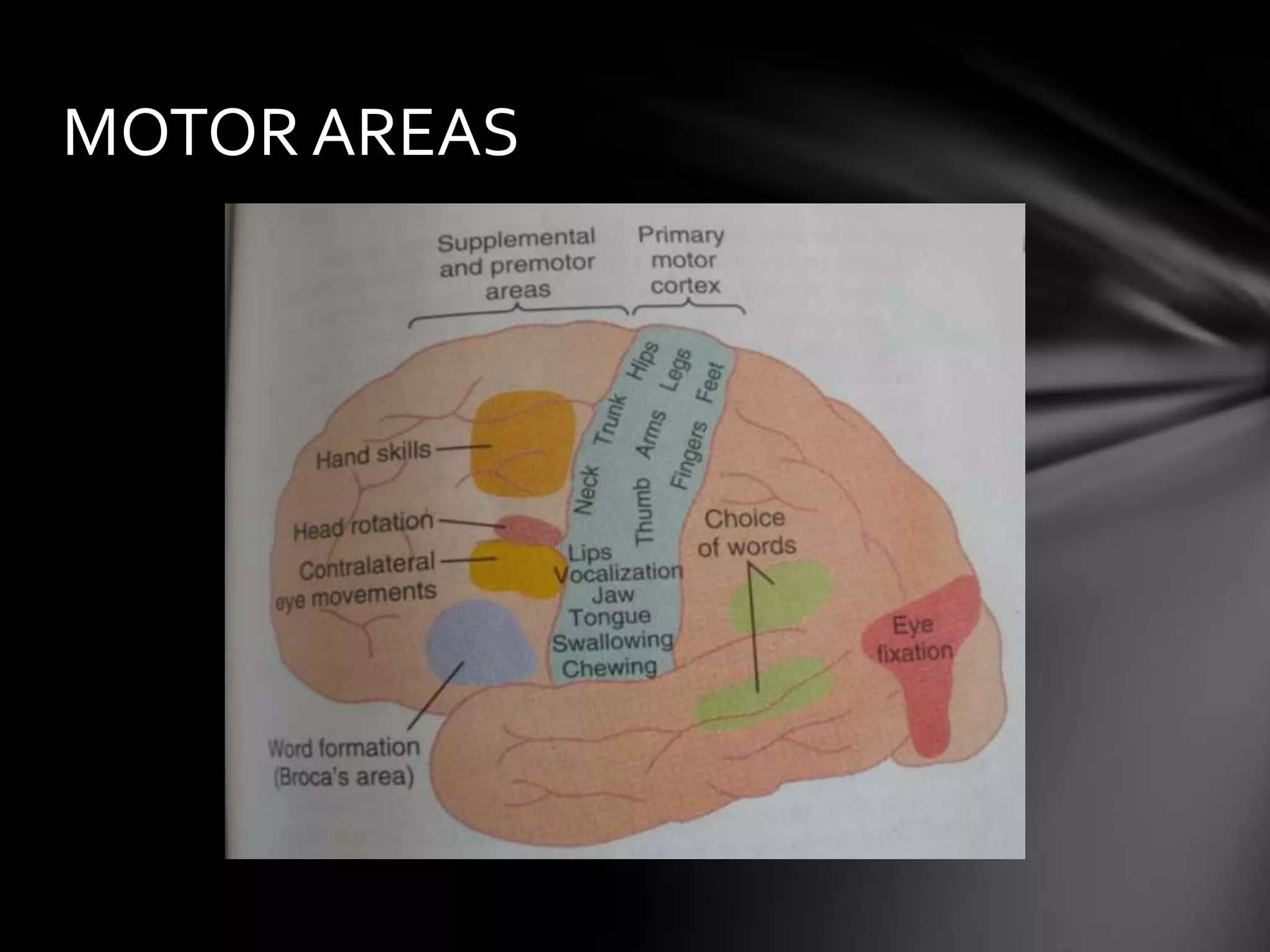 Brodmann's areas of the cerebral cortex | PPTX