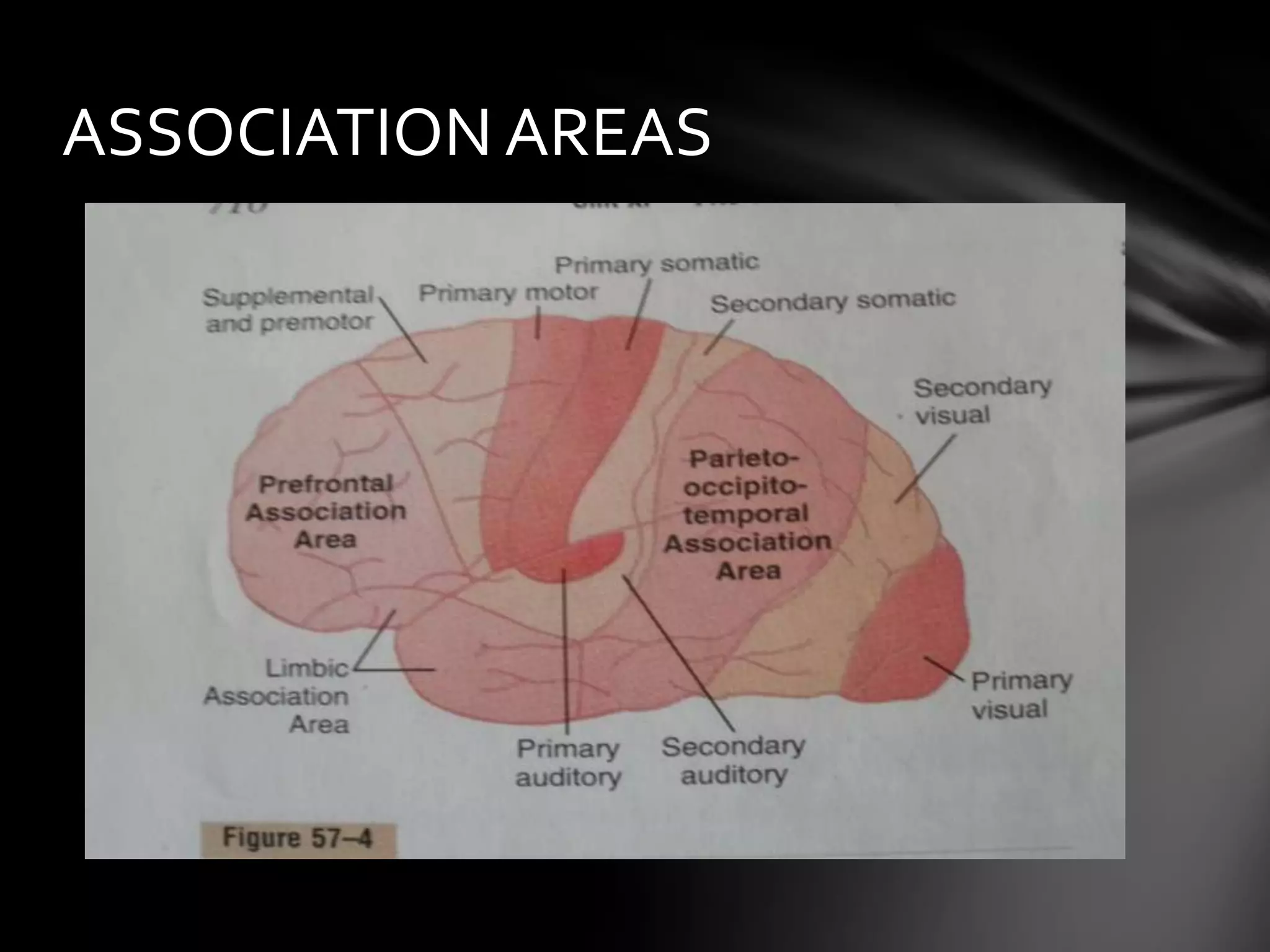Brodmann's areas of the cerebral cortex | PPTX