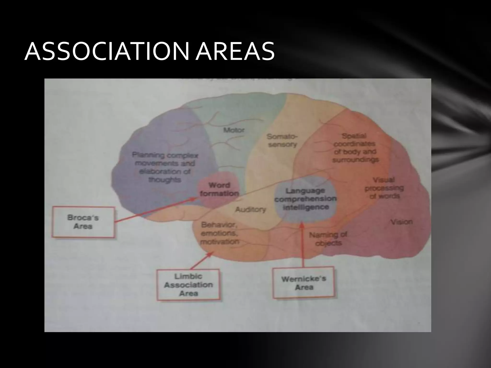 Brodmann's areas of the cerebral cortex | PPTX