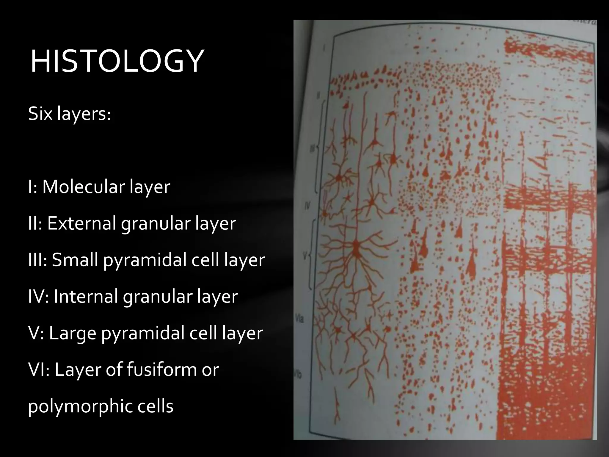 Brodmann's areas of the cerebral cortex | PPTX