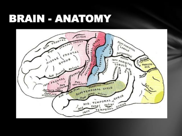 Brodmann's areas of the cerebral cortex | PPTX | Brain and Nervous ...