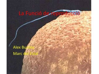La Funció de reproducció
Alex Burdoy
Marc del Estal
 