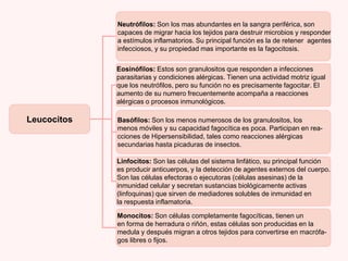Leucocitos
Neutrófilos: Son los mas abundantes en la sangra periférica, son
capaces de migrar hacia los tejidos para destruir microbios y responder
a estímulos inflamatorios. Su principal función es la de retener agentes
infecciosos, y su propiedad mas importante es la fagocitosis.
Eosinófilos: Estos son granulositos que responden a infecciones
parasitarias y condiciones alérgicas. Tienen una actividad motriz igual
que los neutrófilos, pero su función no es precisamente fagocitar. El
aumento de su numero frecuentemente acompaña a reacciones
alérgicas o procesos inmunológicos.
Basófilos: Son los menos numerosos de los granulositos, los
menos móviles y su capacidad fagocítica es poca. Participan en rea-
cciones de Hipersensibilidad, tales como reacciones alérgicas
secundarias hasta picaduras de insectos.
Linfocitos: Son las células del sistema linfático, su principal función
es producir anticuerpos, y la detección de agentes externos del cuerpo.
Son las células efectoras o ejecutoras (células asesinas) de la
inmunidad celular y secretan sustancias biológicamente activas
(linfoquinas) que sirven de mediadores solubles de inmunidad en
la respuesta inflamatoria.
Monocitos: Son células completamente fagocíticas, tienen un
en forma de herradura o riñón, estas células son producidas en la
medula y después migran a otros tejidos para convertirse en macrófa-
gos libres o fijos.
 