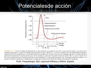 Potencialesde acción
Porth. Fisiopatología. 9Ed. Lippincott Williams y Wilkins. España
 