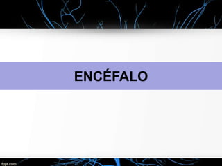 ENCÉFALO
 