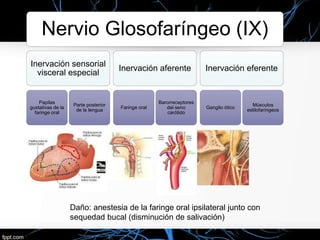 Nervio Glosofaríngeo (IX)
Inervación sensorial
visceral especial
Papilas
gustativas de la
faringe oral
Parte posterior
de la lengua
Inervación aferente
Faringe oral
Barorreceptores
del seno
carótido
Inervación eferente
Ganglio ótico
Músculos
estilofaríngeos
Daño: anestesia de la faringe oral ipsilateral junto con
sequedad bucal (disminución de salivación)
 