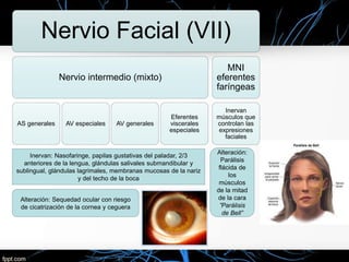 Nervio Facial (VII)
Nervio intermedio (mixto)
AS generales AV especiales AV generales
Eferentes
viscerales
especiales
MNI
eferentes
faríngeas
Inervan
músculos que
controlan las
expresiones
faciales
Inervan: Nasofaringe, papilas gustativas del paladar, 2/3
anteriores de la lengua, glándulas salivales submandibular y
sublingual, glándulas lagrimales, membranas mucosas de la nariz
y del techo de la boca
Alteración:
Parálisis
flácida de
los
músculos
de la mitad
de la cara
”Parálisis
de Bell”
Alteración: Sequedad ocular con riesgo
de cicatrización de la cornea y ceguera
 