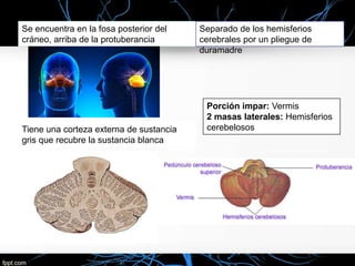 Se encuentra en la fosa posterior del
cráneo, arriba de la protuberancia
Separado de los hemisferios
cerebrales por un pliegue de
duramadre
Tiene una corteza externa de sustancia
gris que recubre la sustancia blanca
Porción impar: Vermis
2 masas laterales: Hemisferios
cerebelosos
 