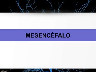 MESENCÉFALO
 