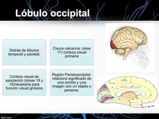 Detrás de lóbulos
temporal y parietal.
Cisura calcarina: (área
17) corteza visual
primaria
Corteza visual de
asociación (áreas 18 y
19)necesaria para
función visual gnósica
Región Parietooccipital:
relaciona significado de
una sonido y una
imagen con un objeto o
persona.
 