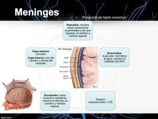 • Protección de tejido conectivo.
Piamadre: recubre
vasos sanguíneos
superficiales y los que
ingresan al cerebro y
médula espinal
Aracnoides:
avascular, hermética
al agua, recubre la
totalidad del SNC
Espacio
subaracnoideo: LCR
Duramadre: tejido
conectivo resistente,
máxima protección al
cerebro y médula
espinal.
Capa externa:
periostio
Capa Interna: hoz del
cerebro y tienda del
cerebelo.
 