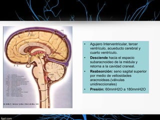 • Agujero Interventricular, tercer
ventrículo, acueducto cerebral y
cuarto ventrículo.
• Desciende hacia el espacio
subaracnoideo de la médula y
retorna a la cavidad craneal.
• Reabsorción: seno sagital superior
por medio de vellosidades
aracnoideas.(válvulas
unidireccionales)
• Presión: 60mmH2O a 180mmH2O
 