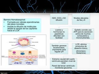 Barrera Hematoespinal:
• Formada por células ependimarias
del plexo coroideo
• Impide la difusión de moléculas
desde la sangre de los capilares
hacia el LCR
H2O, CO2 y O2:
difusión
Niveles elevados
de Na y K
Lípidos y
hormonas no
peptídicas
difunden con
facilidad
Epitelio coroide usa
ATP para la secreción
activa de muchos
compuestos y
micronutrientes.
También generan
bicarbonatos,
importante para
regular pH
LCR: elimina
productos de
desecho tóxico.
(Amoniaco-
Glutamina)
Extremo caudal del cuarto
ventrículo-perciben nivel de
CO2
Pared del tercer ventrículo-
monitorea glucemia.
 