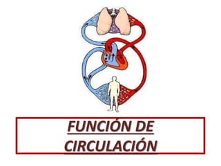 FUNCIÓN DE
CIRCULACIÓN
 