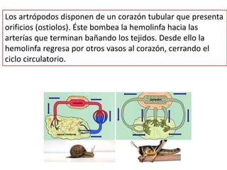 Los artrópodos disponen de un corazón tubular que presenta
orificios (ostiolos). Éste bombea la hemolinfa hacia las
arterías que terminan bañando los tejidos. Desde ello la
hemolinfa regresa por otros vasos al corazón, cerrando el
ciclo circulatorio.
 